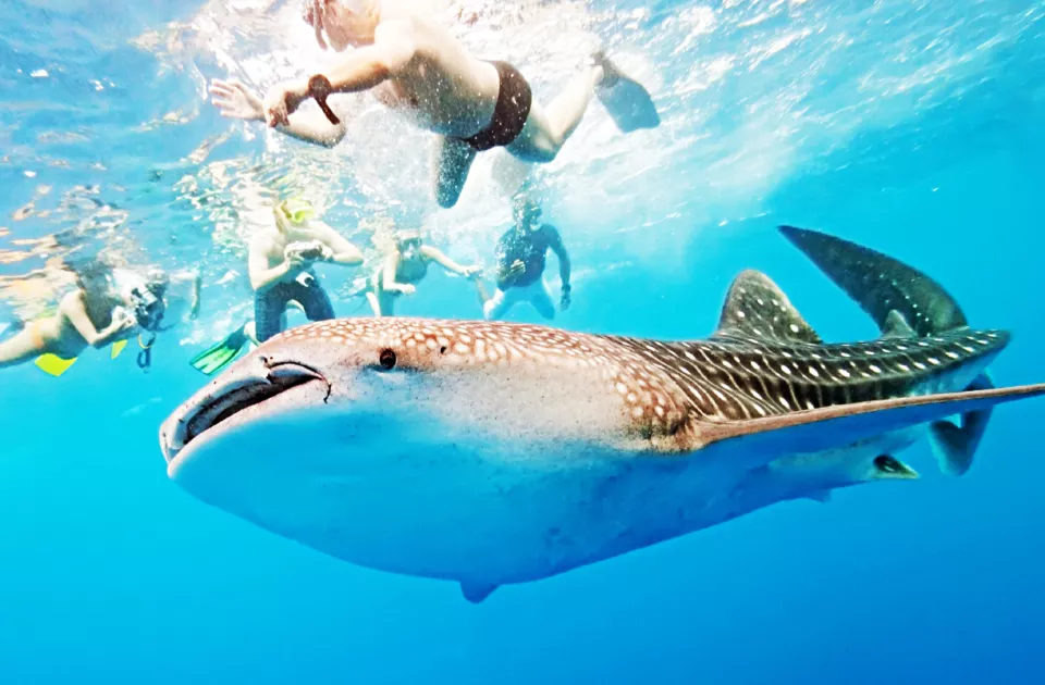 ジンベイザメツアー